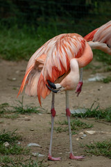 flamingo in an zoo in Lignano, parco zoo punta verde