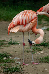 flamingo in an zoo in Lignano, parco zoo punta verde