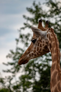 giraffe in an zoo in Lignano, parco zoo punta verde