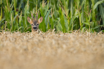 Roebuck - buck (Capreolus capreolus) Roe deer - goat
