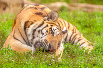 Portrait of an amur tiger in a zoo