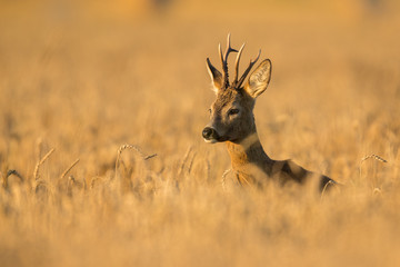 Roebuck - buck (Capreolus capreolus) Roe deer - goat © szczepank