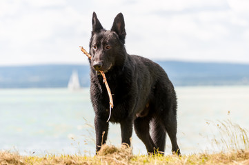 Portrait of a black german shepherd dog in front of a lake