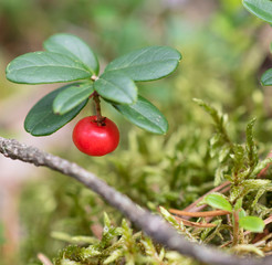 Cowberry Lingonberry (Vaccinium vitis-idaea) growing in the wild in forest, close up. 