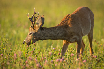 Roebuck - buck (Capreolus capreolus) Roe deer - goat