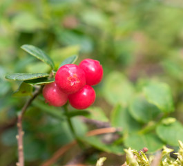 Cowberry Lingonberry (Vaccinium vitis-idaea) growing in the wild in forest, close up. 