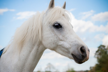 Portrait of a farmyard horse found in the Suffolk countryside 