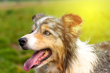Portrait of a border collie dog
