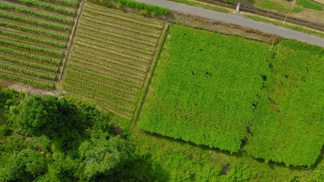 Aerial drone footage from top view of beautiful vegetable farm and paddy field pattern at Sabah, Borneo 