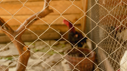 Chicken, rooster, poultry, chicken coop, reserve, birds, farm, farm, wildlife, vacation ©  Rostyslav