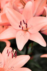 Delicate pink coral Lily flowers close up in the garden in summer