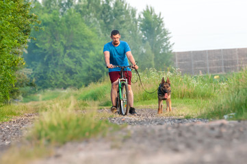 Fototapeta premium View on a dog and a man on a bike while training a german shepherd dog