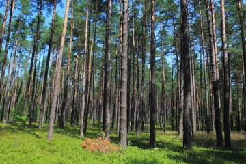 Fototapeta premium Pine forest. Landscape in Poland