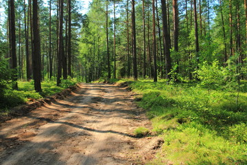 Dirt road or path through evergreen coniferous pine forest at sunrise. Pinewood with Scots or Scotch pine Pinus sylvestris trees growing in Poland.