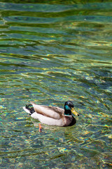 The Green Lake in Austria, Styria (Der Grüne See) swimming Duck