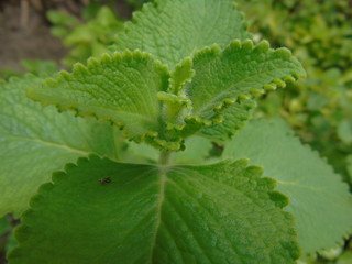 closeup of green leaf
