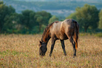 horse grazing on a summer pasture in the highlands.