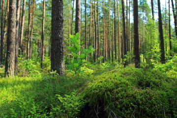 Fototapeta na wymiar Pine forest. Low angle view. Summer landscape in forest