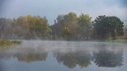 plants and forest on the banks of the river on a foggy morning.