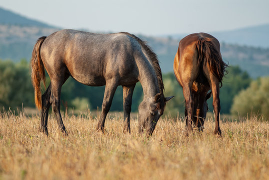 horses graze on a summer pasture in the highlands.