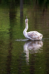 Fototapeta premium Swan in Nationalpark Thayatal in Austria