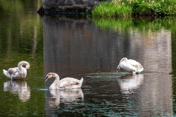 Swan in Nationalpark Thayatal in Austria