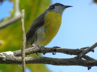 Simple bird