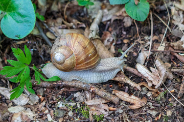 Snail in Nationalpark Thayatal in Austria