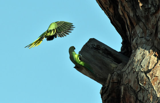Parrocchetto dal collare in volo