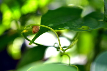 Seed growing in a plant