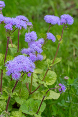 Bluemink also mexican paintbrush - Ageratum houstonianum. Purple flower with fluffy thin petals, decoration of flowerbeds