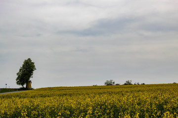 Obraz premium mustard field in Austria