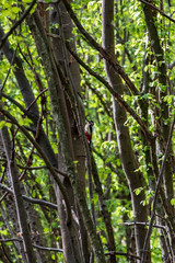 great woodpecker in Nationalpark Thayatal in Austria