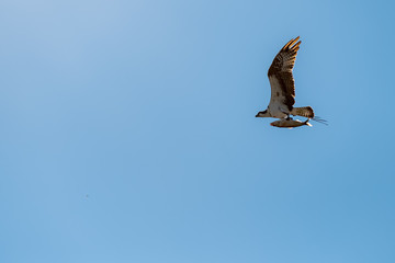 Young Eagle With Large Fish
