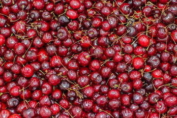 Ripe red cherry, many berries
