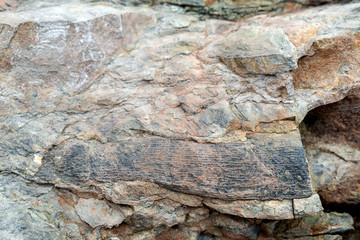 Calamites Fossil.