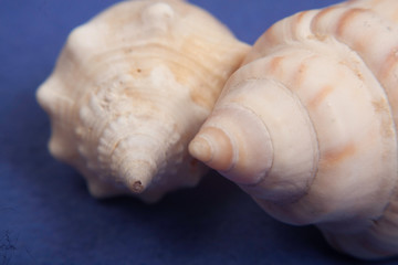 Fototapeta na wymiar sea shells macro