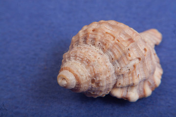 sea shells macro