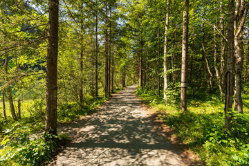 Schotterweg durch den Wald