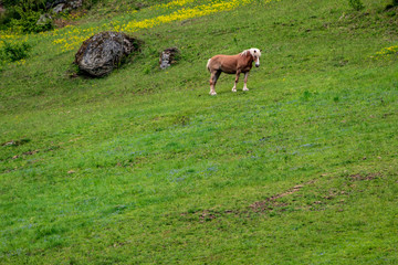 Horses on an hill in green grass in Austria