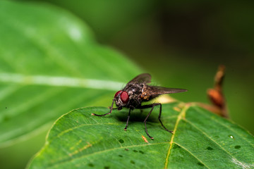 Fliege auf einem grünem Blatt