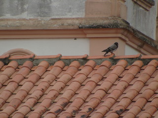 bird on roof