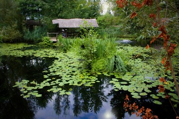 Beautiful water surface with water lilies and wooden shed on lake shore.Beautiful natural garden pond, full of greenery around and wooden small building.