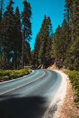 Fototapeta premium road in forest