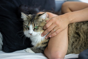 An unidentifiable woman lies in bed while caressing a tabby cat