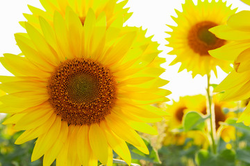 Sunflower circle big yellow flower warm Background