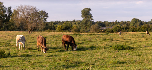Jungvieh auf der Sommerweide
