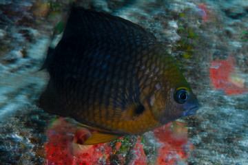 Obraz na płótnie Canvas An adult threespot damselfish aggressively defends its garden of algae from a curious scuba diver on a beautiful reef in Bonaire. 