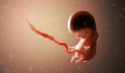 Human fetus or embryo inside body. 3D rendered illustration.
