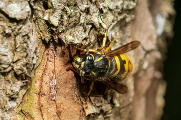 Wespe auf einer Baumrinde